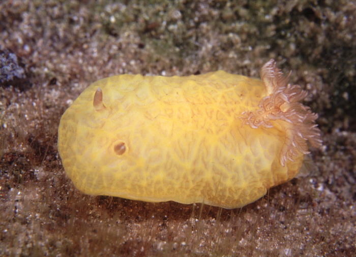 Sclerodoris paliensis